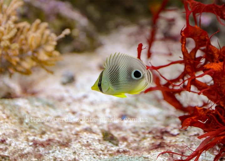 Vieraugen-Falterfisch neben roter Alge mit falschem Augenfleck am Schwanz