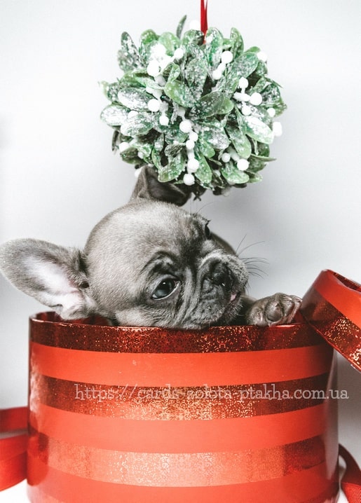Bulldoggen-Welpe schaut aus rotem Geschenkkarton unter einem Mistelzweig