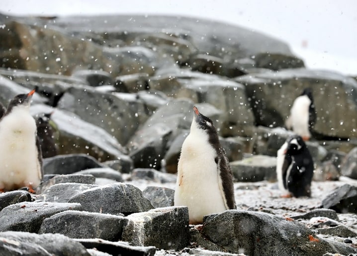 Pinguine stehen zwischen schneebedeckten Felsen im Schneefall