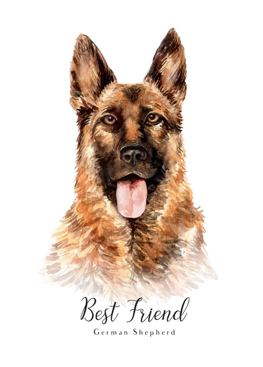 Акварельний портрет німецької вівчарки з висолопленим язиком, підпис «Найкращий друг»
