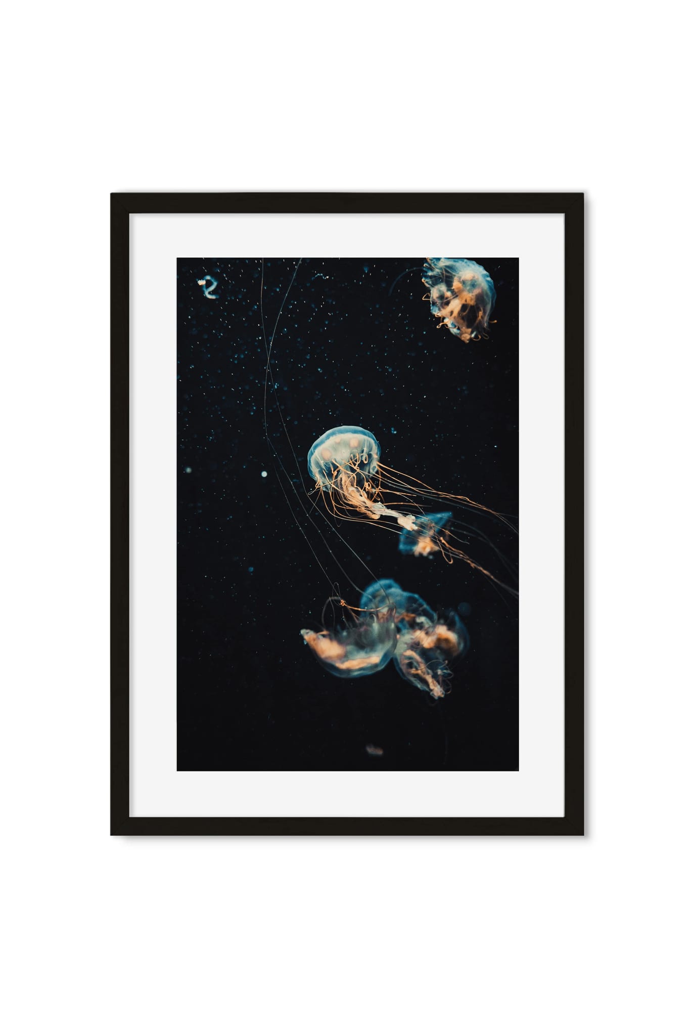Three jellyfish with trailing orange tentacles drifting through dark water, photography poster