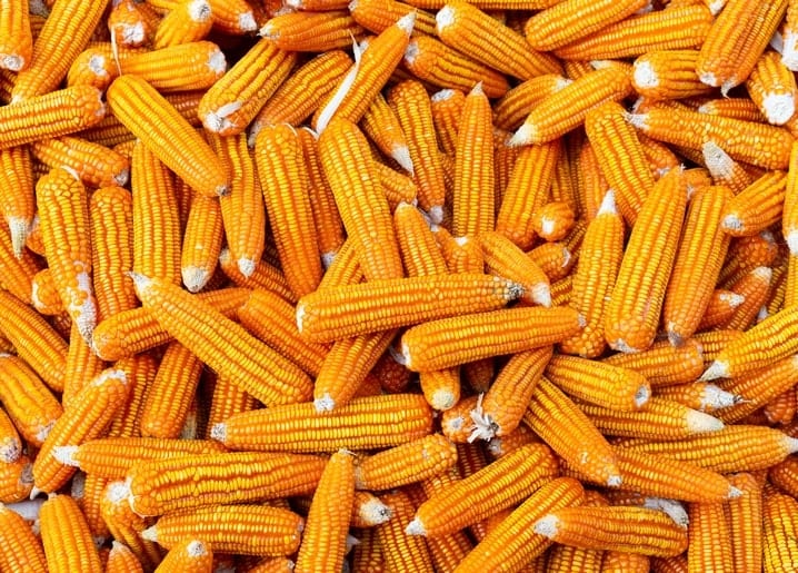 Close-up pile of golden dried corn cobs filling the frame edge to edge