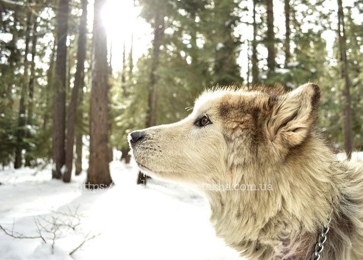 Nahaufnahme eines Husky-Profils im sonnendurchfluteten, verschneiten Kiefernwald