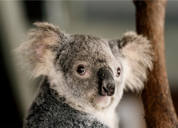 Nahaufnahme eines Koala-Gesichts mit flauschigen Ohren und dunkler Nase