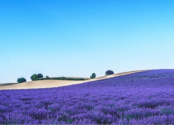Reihen violetten Lavendels unter klarem blauem Himmel mit fernen Bäumen