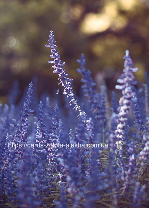 Lavendelfeld im goldenen Abendlicht mit einem hell beleuchteten Stängel vor warmem Bokeh