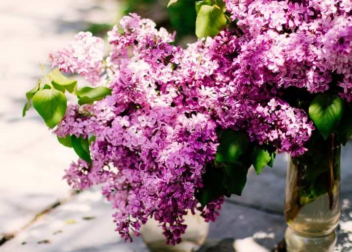 Bouquet of purple lilac blossoms in a glass vase against soft daylight