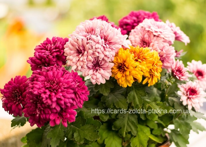 Strauß aus magenta-, rosa- und gelbfarbenen Chrysanthemenblüten in voller Blüte