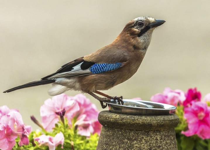 Листівка Весна / Видавничий дім "Золота Птаха"