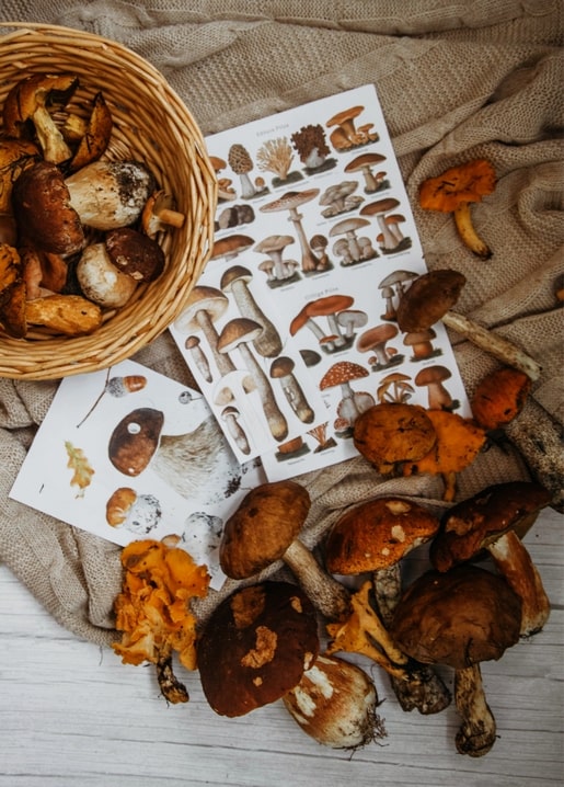 Кошик білих грибів і лисичок біля ілюстрованого визначника