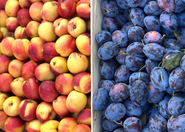 Geteiltes Bild mit Nektarinen und violetten Pflaumen auf dem Markt
