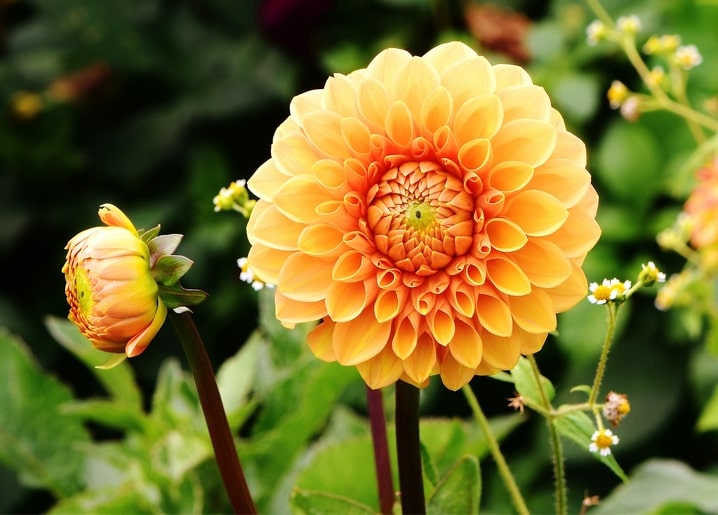 Nahaufnahme einer leuchtend orangefarbenen Dahlie in voller Blüte neben einer Knospe