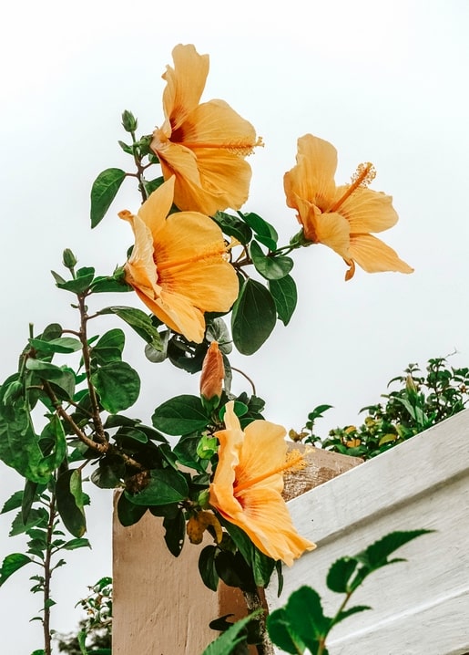 Orangefarbene Hibiskusblüten vor blassem Sommerhimmel