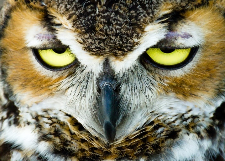 Close-up of an owl's yellow eyes and patterned brown feathers, dark curved beak in soft focus below.