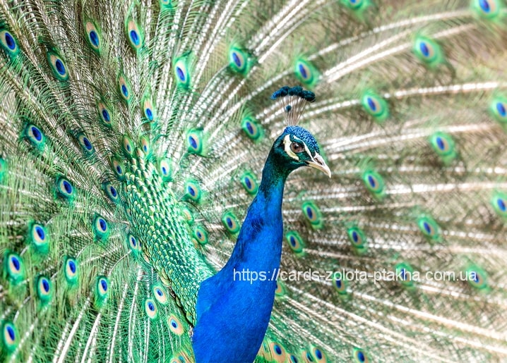 Pfau mit vollständig aufgefächertem blaugrünem Rad