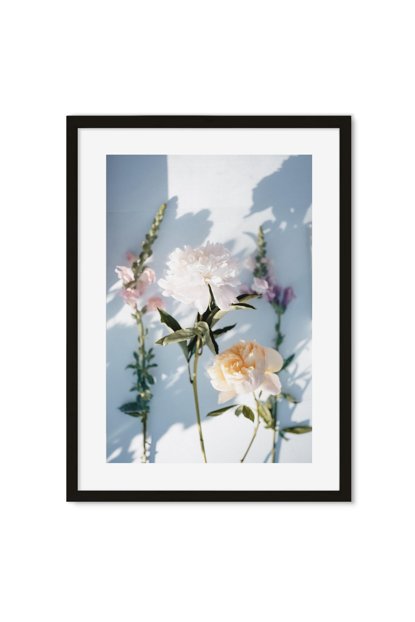 Photo poster of pastel peonies and snapdragons casting shadows on a blue wall in soft sunlight