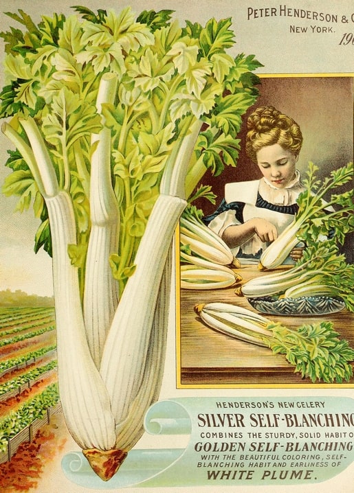 Vintage Peter Henderson & Co. celery seed catalogue cover with a girl trimming celery at a table