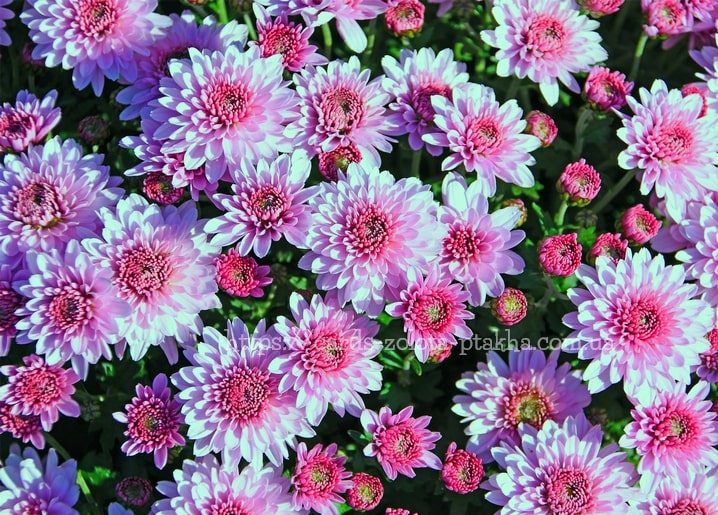 Dichtes Blütenmeer aus rosa-lila Pompon-Chrysanthemen mit geschlossenen Knospen