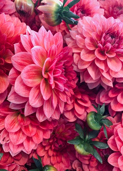 Close-up of layered coral-pink dahlia petals with a few unopened green buds