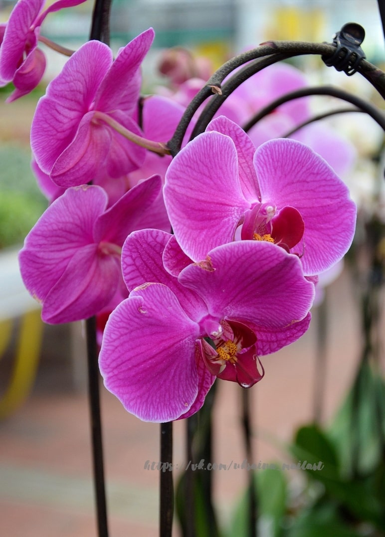 Nahaufnahme leuchtend pinker Orchideenblüten mit geäderten Blütenblättern