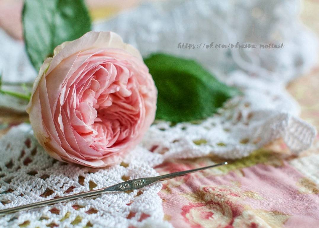 Zartrosa Gartenrose auf weißer Häkelspitze neben einer silbernen Häkelnadel