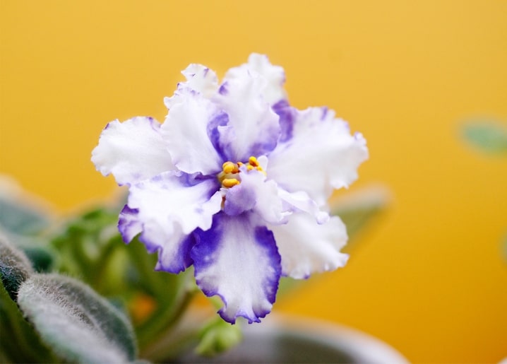 Nahaufnahme einer weißen Veilchenblüte mit violett gesäumten Blütenblättern vor gelbem Hintergrund
