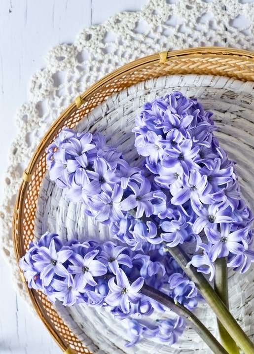 Purple hyacinth clusters in a white wicker basket resting on a white crochet doily