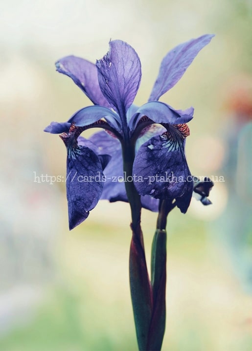 Nahaufnahme einer tiefvioletten Irisblüte vor weichem grün-pfirsichfarbenem Bokeh