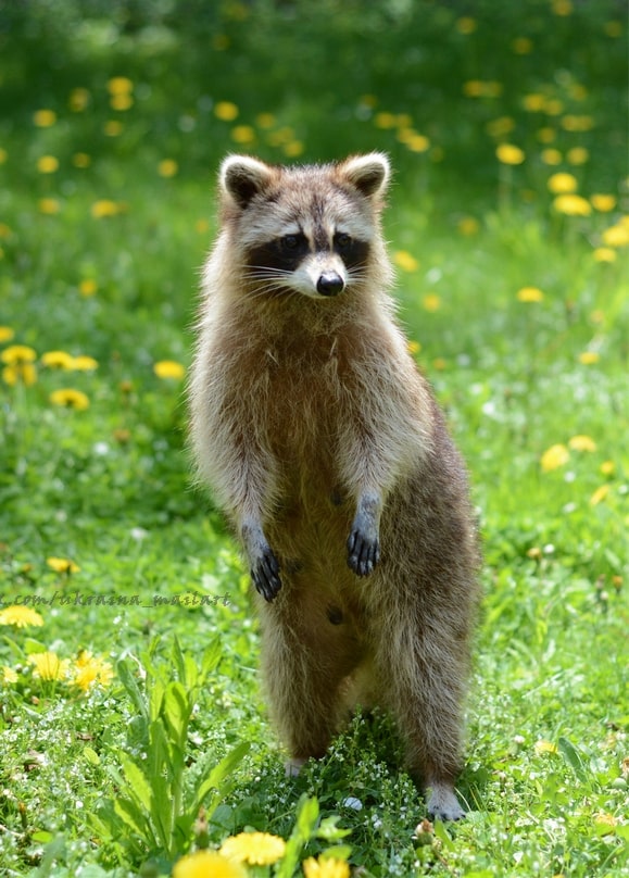 Ein Waschbär steht aufrecht auf einer grünen Wiese voller gelber Löwenzahnblüten.