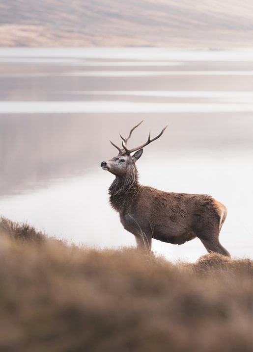 Red deer stag with large antlers standing beside a misty Highland loch