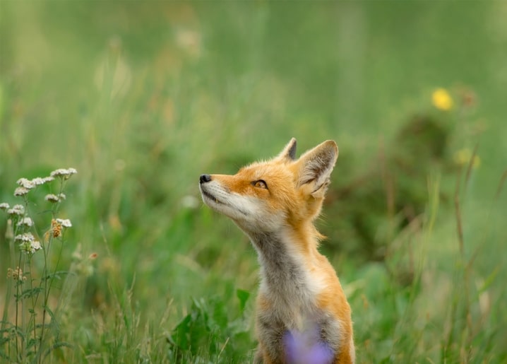 Junger Rotfuchs blickt nach oben in einer Wiese mit weißen Wildblumen