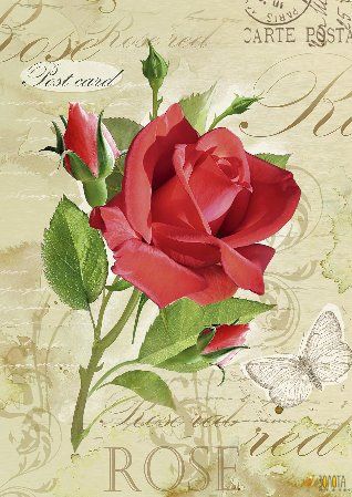 Blühende rote Rose mit zwei Knospen und einem blassen Schmetterling auf Vintage-Postkarte