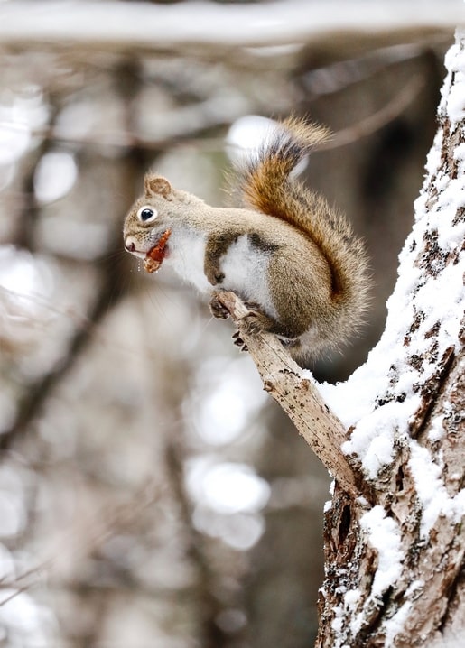 Rotes Eichhörnchen frisst eine Nuss auf einem verschneiten Ast
