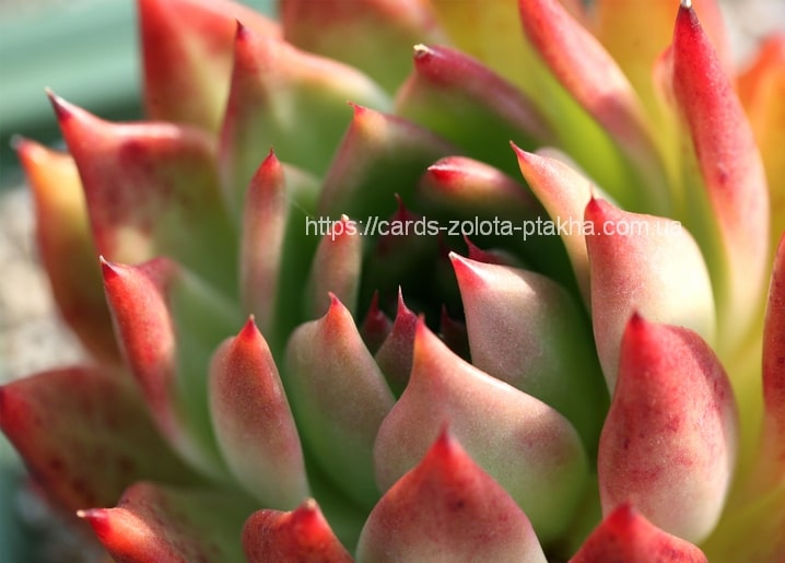 Makroaufnahme einer Sukkulenten-Rosette mit spitzen Blättern von Grün zu Rot an den Spitzen
