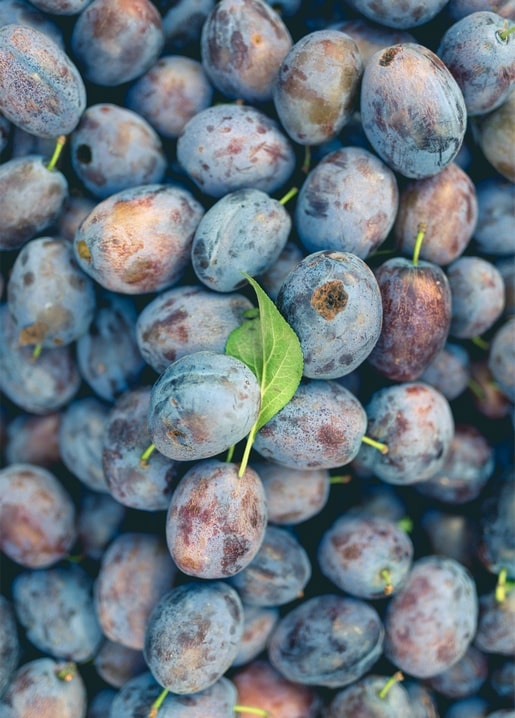 Blau-violette Pflaumen mit einem einzelnen grünen Blatt