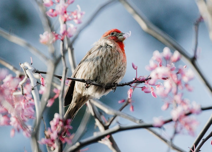 Small finch with a red head perched among pink blossom branches