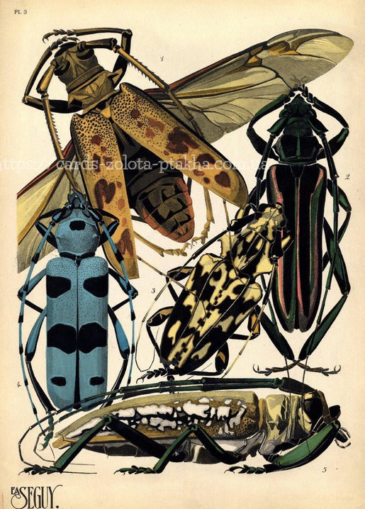 Смугаста сарана та синій вусач у стилі ар-деко, таблиця 3 «Insectes»