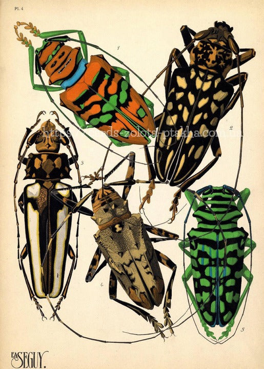 П'ять смугастих вусачів у стилі ар-деко, таблиця 4 «Insectes», матова листівка