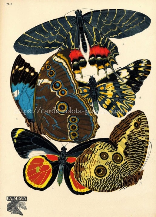 E. A. Séguy “Papillons” plate II: blue-eyed morpho beside a large owl-eye patterned butterfly