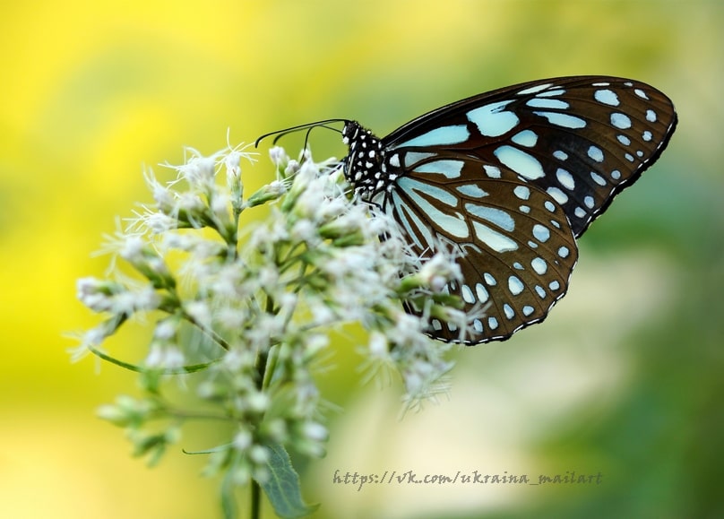 Листівка Літо - Summer postcard / Видавничий дім "Золота Птаха"