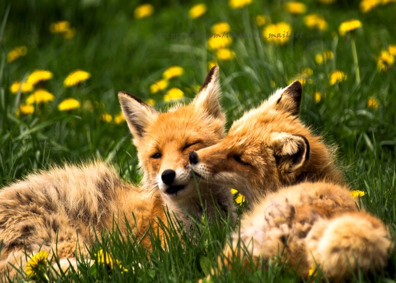 Листівка Літо - Summer postcard / Видавничий дім "Золота Птаха"