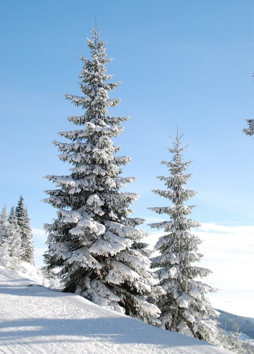Two snow-covered fir trees against a clear blue sky on a mountain slope