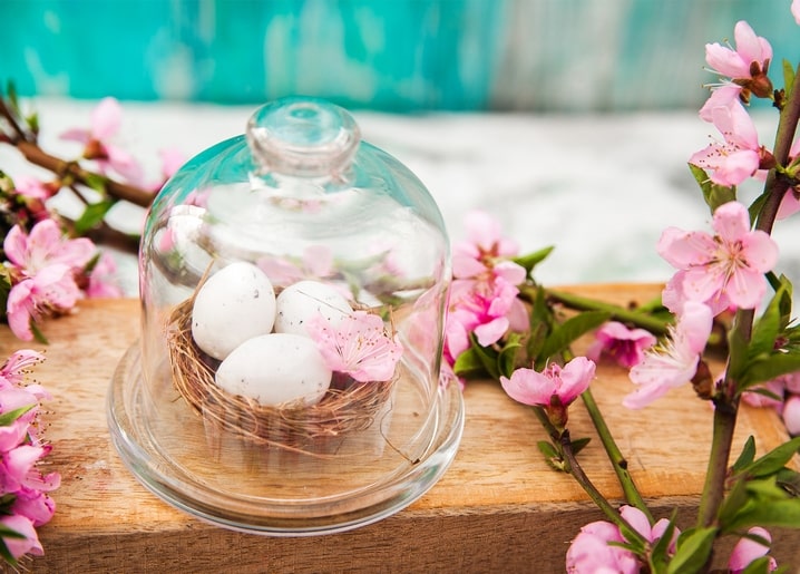 Gesprenkelte Eier im Nest unter einer Glasglocke zwischen rosa Blütenzweigen