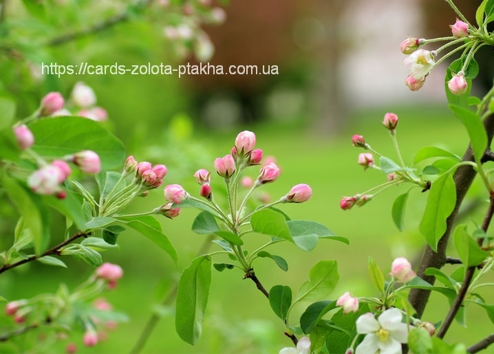 Листівка Весна / Видавничий дім "Золота Птаха"