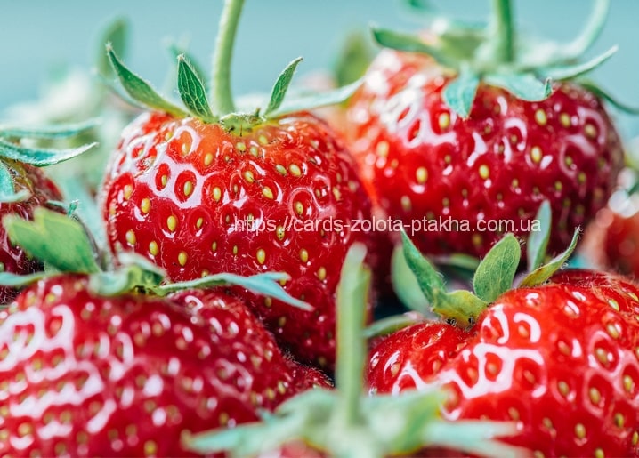 Nahaufnahme reifer roter Erdbeeren mit grünen Kelchblättern vor türkisem Hintergrund