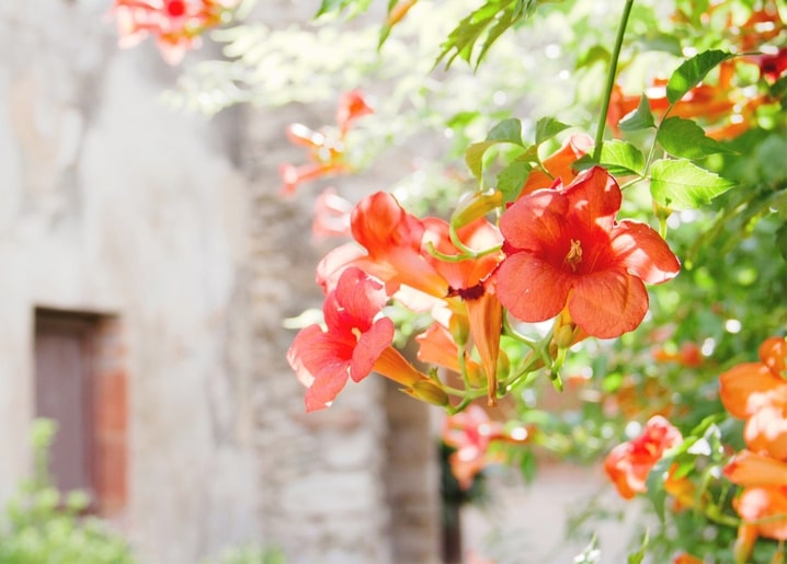 Листівка Літо - Summer postcard / Видавничий дім "Золота Птаха"