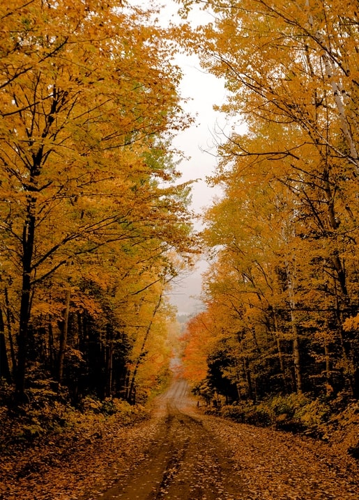 postcard autumn season