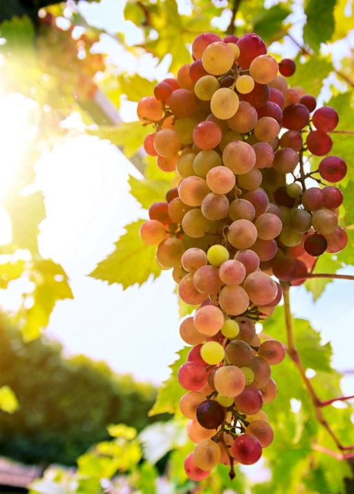 Sunlit grape cluster glowing among green vine leaves