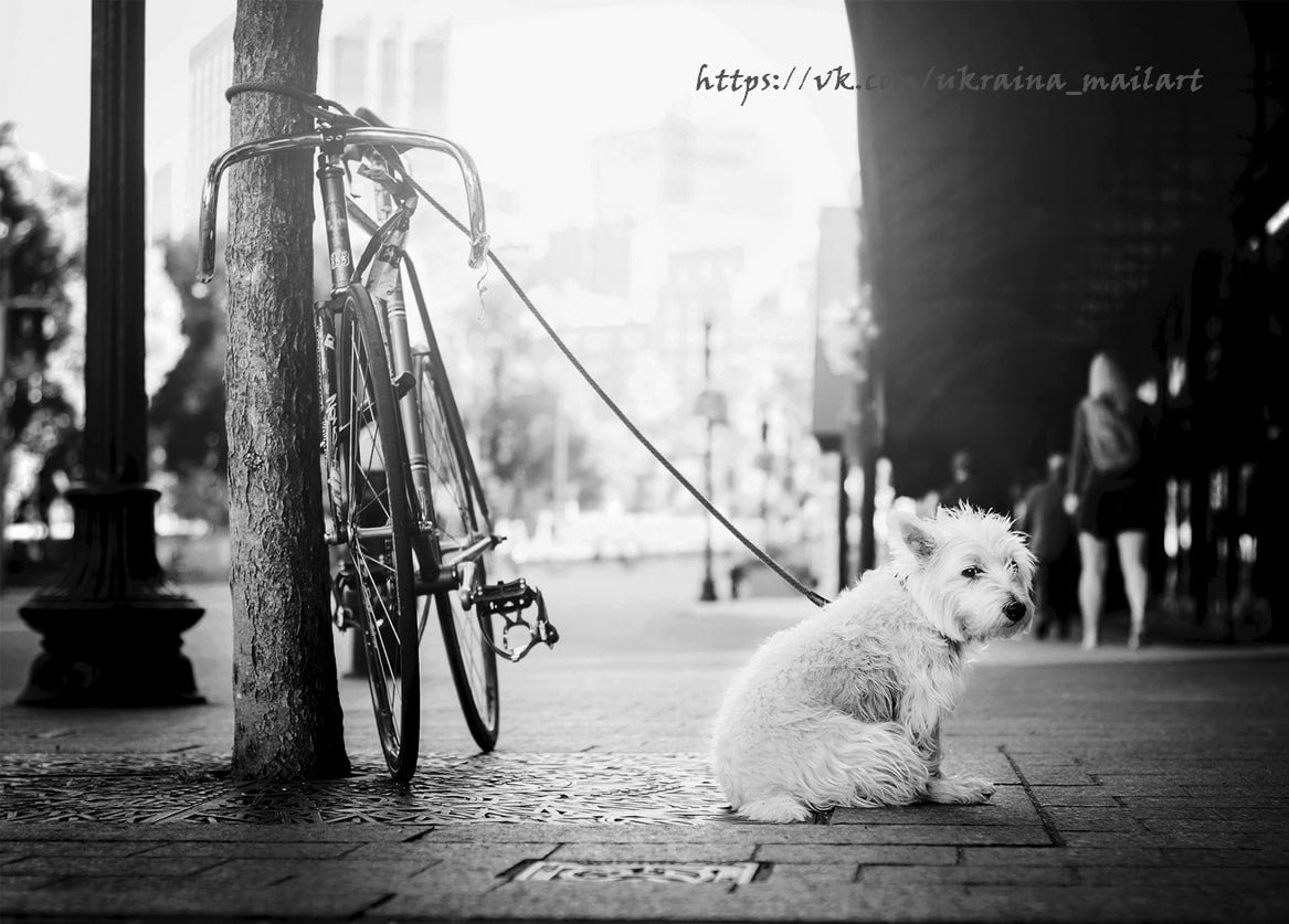 Weißer Terrier sitzt auf dem Gehweg, angeleint an einem Fahrrad neben einem Baum
