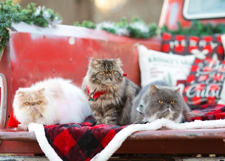 Three Persian cats sitting in a vintage red truck bed with a plaid blanket